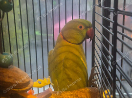 Breeding pair of Indian ringnecks