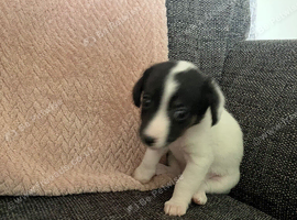 Jack Russel puppies