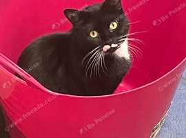 Magic 2 year spayed female