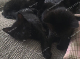 Little ninjas