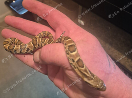 False water cobras
