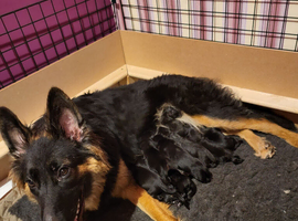 German shepherd puppies