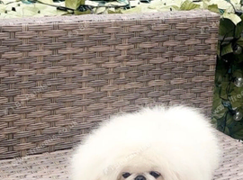 Stunning top quality Pekingese puppies