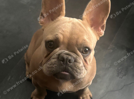 French bulldog bitch