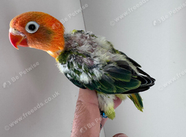 Young baby Love bird for sale