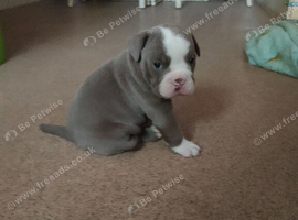 English bulldog puppies