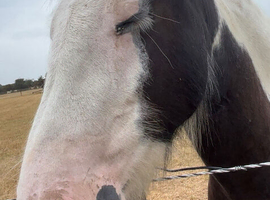 project 14.2 piebald cob gelding