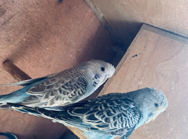 Baby budgies