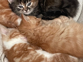 Fluffy tabby kitten