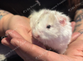 Male Syrian hamsters