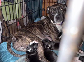 We are thrilled to announce a beautiful, healthy litter of 9 puppies born from a wonderful, loving match. These little ones are the perfect blend of t