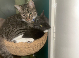 Stormy grey cat and Bruno tabby
