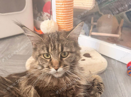 Beautiful girl looking for peaceful home