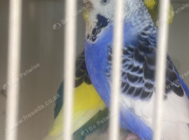 Pair of budgie