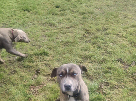 14 months dog for rehoming