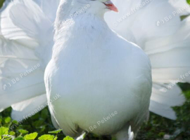 Pigeons for sale
