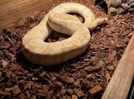 Male Banana Ball Python