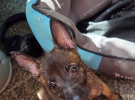 Bright person focused puppy
