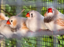 Zebra Finch Pairs