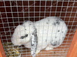 Rabbit unknown breed