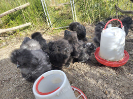 Beautiful Young Silkie Cockerels