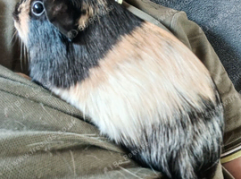3 female guinea pigs