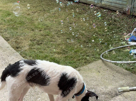 Lovely dog for a good home