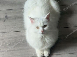 Cotton cat