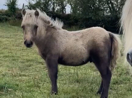 SPSBS registered colt