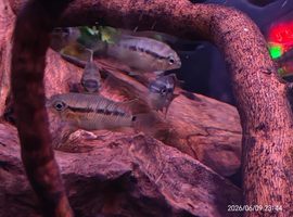 Dwarf Flag Acara