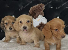 Mini dachshund long hair cream