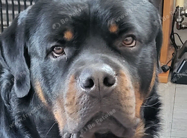 Male rottweiler