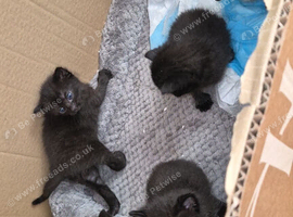 Maincoon mix kitten