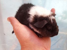 Baby Teddy Guinea pigs