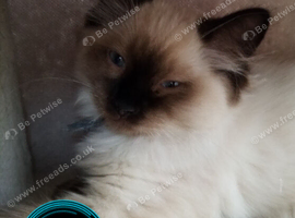 Lovely Ragdoll kittens for sale