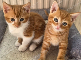 Stunning kittens ready to leave now