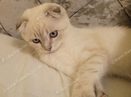 Scottish fold/straight kittens