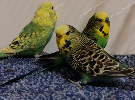 Budgies 2-Month 4 months -Old