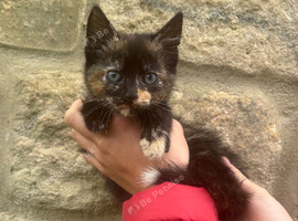 Kitten ready now!