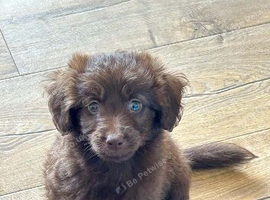 Goldendoodle - LAST BOY LOOKING FOR FAMILY