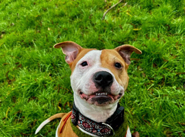 Rosie the Staffy