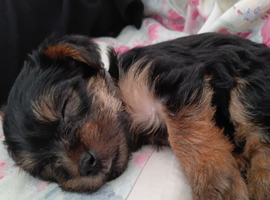 Puppy from sale