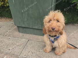 Male cockerpoo