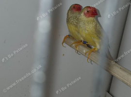 Star finch