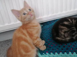 11 WEEKS OLD KITTEN TABBY GINGER WHITE BOY GIRL