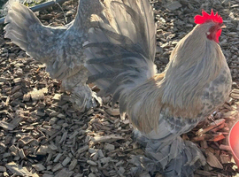 Porcelain booted bantam hatching eggs
