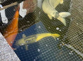 Free Koi Carp