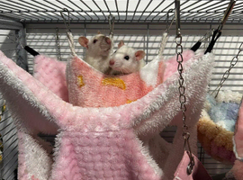 Two female rats & cage