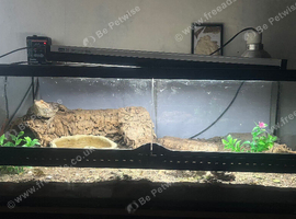Bearded dragons tank & set up included