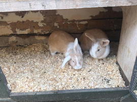 Continental Dutch mix breeds